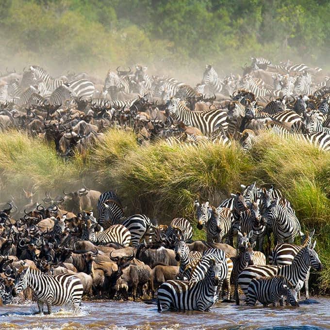 Great Migration in Masai Mara, Kenya - East Africa's Premier Safari