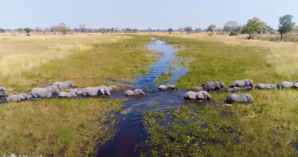 Elephants. Ruah national Park