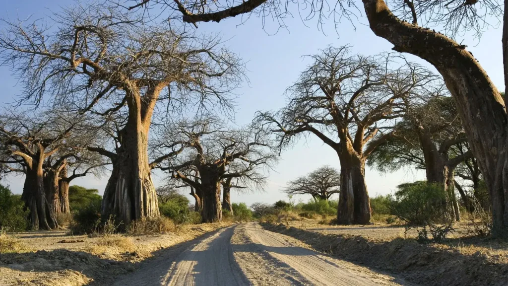 Baoba trees.